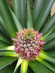 Pineapple plant and fruit