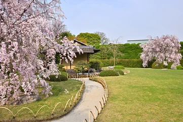 Papier Peint photo autocollant Fleur de cerisier 日本庭園の桜