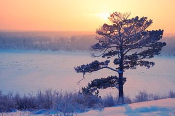 Sun over lonely pine tree and siberian  river Tom under the snow and ice at evening sunset time in winter © Serg Zastavkin