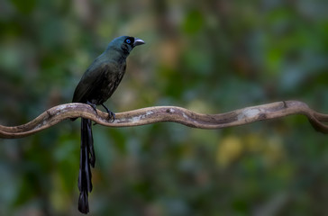 Racket-tailed Treepie on branch in nature