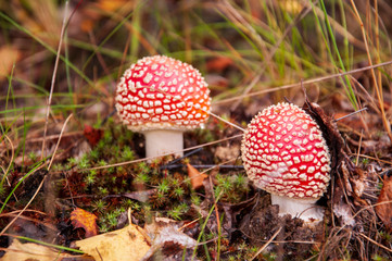 Mushroom fly agaric with moss in the forest with grass