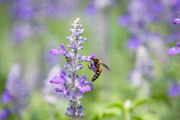 Bee on purple flowers or Lavandula angustifolia in garden