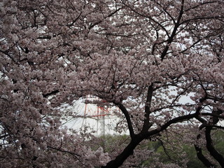 横浜市　三ツ池公園　桜満開