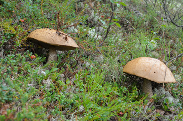 Fototapeta premium Mushroom orange-cap boletus with tsetrariya moss in the forest with grass
