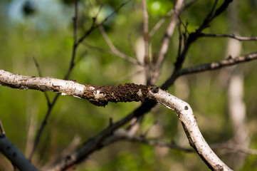 Naked dry branch of tree in summer forest. Wild plants