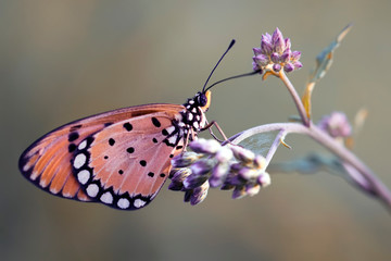 Exotic Beautiful Butterfly - Macro Photo Collections