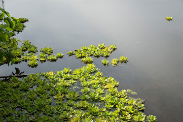 Plants over water in a lagoon
