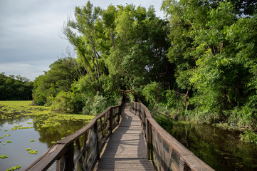 Fototapeta na wymiar wooden bridge in the ecological reserve