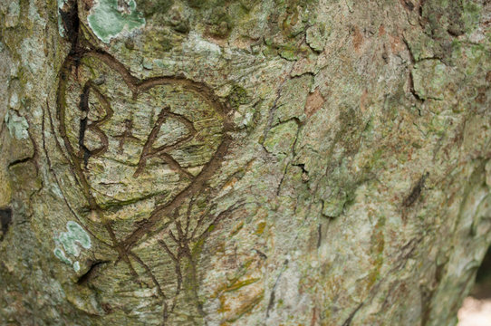 bark of a tree