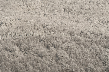 Beautiful mountain forest in winter. Bieszczady Mountains. Poland