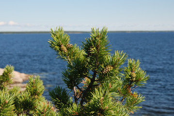 pine tree on the island