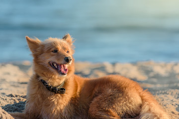 Naklejka na ściany i meble Beautiful cute dog lying on seaside on summer day