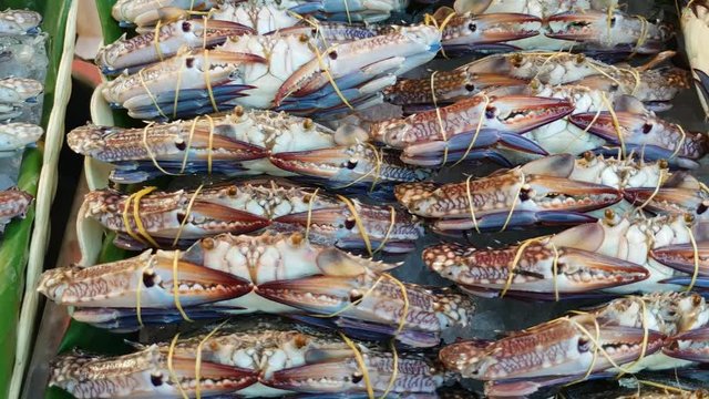 Flower crab, Blue swimmer crab, Blue manna crab, Sand crab, Portunus pelagicus on ice for sale in market Thailand 