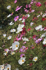 flowers in the garden