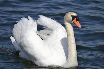 swan on the lake