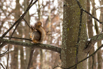Red squirrel sitting on tree in winter. Park named after L. N. Tolstoy. Moscow region, Russia