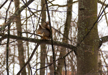 Red squirrel sitting on tree in winter. Park named after L. N. Tolstoy. Moscow region, Russia