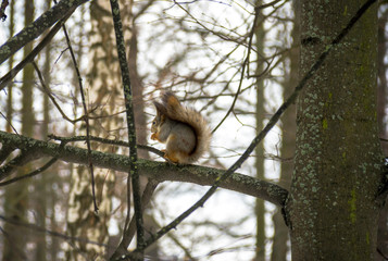 Red squirrel sitting on tree in winter. Park named after L. N. Tolstoy. Moscow region, Russia