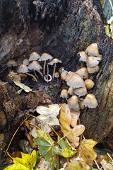 Fairy inkcap (Coprinellus disseminatus) in old tree stump