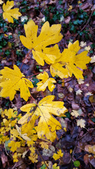 Yellow autumn leaves of Field Maple (Acer campestre)