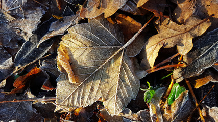 Maple leaf covered with hoarfrost