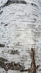 Bark of Silver Birch (Betula pendula)