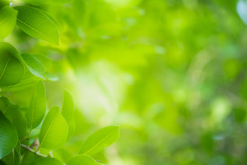 Fototapeta na wymiar Close up beautiful view of nature green leaves on blurred greenery tree background with sunlight in public garden park. It is landscape ecology and copy space for wallpaper and backdrop.