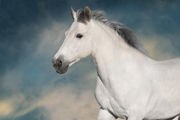 Fototapeta na wymiar White horse in motion with sky behind