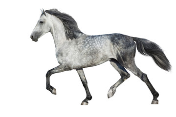 Obraz na płótnie Canvas White horse trot on white background