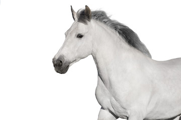 Fototapeta na wymiar White horse portrait on white background. High key image