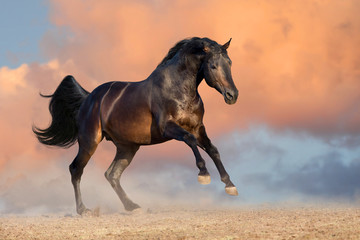 Fototapeta na wymiar Bay stallion run gallop against sunset clouds