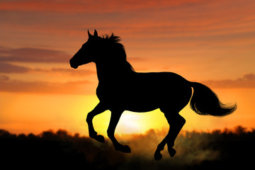 Fototapeta na wymiar Horse silhouette gallops at dawn