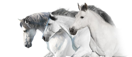 White  horses  portrait with long mane on white background. High key image - 244286365