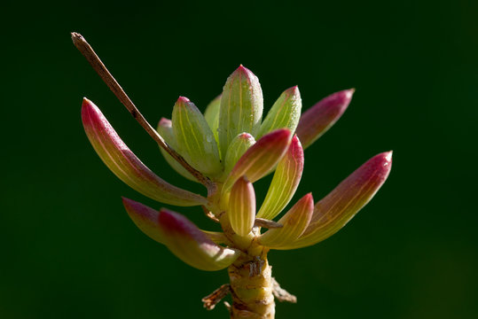 Close up of an isolated side lit jelly bean succulent plant against a green background. Sedum pachyphyllum.