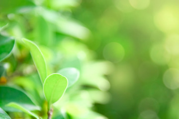 Fototapeta na wymiar Closeup nature green for background/texture leaf blurred and greenery natural plants branch in garden at summer under sunlight concept design wallpaper view with copy space add text.