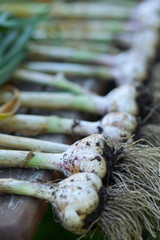 A line of freshly harvested garlic bulbs drying and curing on a wooden bench with shallow depth of field.