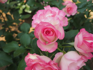 川崎市生田バラ園　5月の開演期　