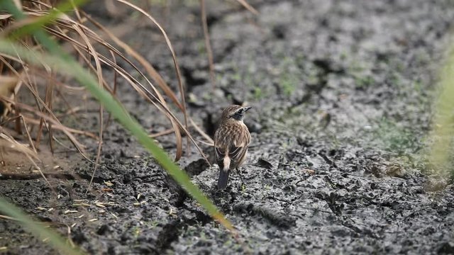 Motacilla flava on the ground.