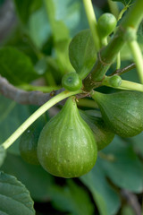 A cluster of green common figs, Ficus carica, ripening in a spring garden.