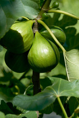 A cluster of green common figs, Ficus carica, ripening in a spring garden sun.