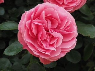 川崎市　5月の生田バラ園