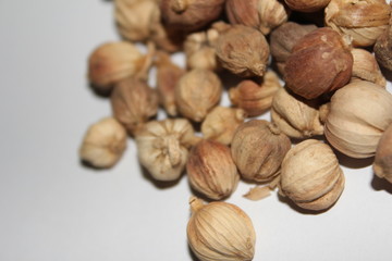 Dried Herbs,Amomum krervanh Pierre,Siam Cardamom, Best Cardamom, Clustered Cardamom, Camphor Seed,Zingiberaceae