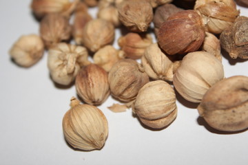 Dried Herbs,Amomum krervanh Pierre,Siam Cardamom, Best Cardamom, Clustered Cardamom, Camphor Seed,Zingiberaceae
