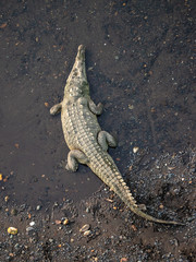 Crocodile sous le pont de la rivièreière Tarcoles à Jaco, Costa Rica