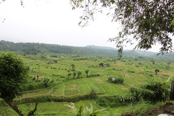 paisaje arrozales
