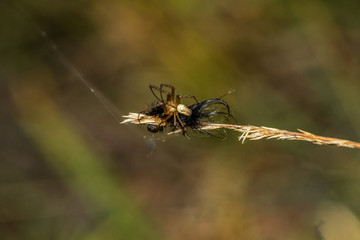Spider & Caterpillar