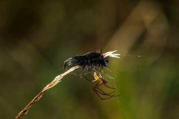 Spider & Caterpillar