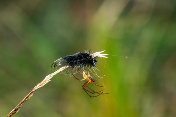 Spider & Caterpillar