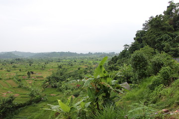 Fototapeta na wymiar paisaje arrozales