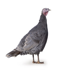Turkey isolated on the white background gray, blue